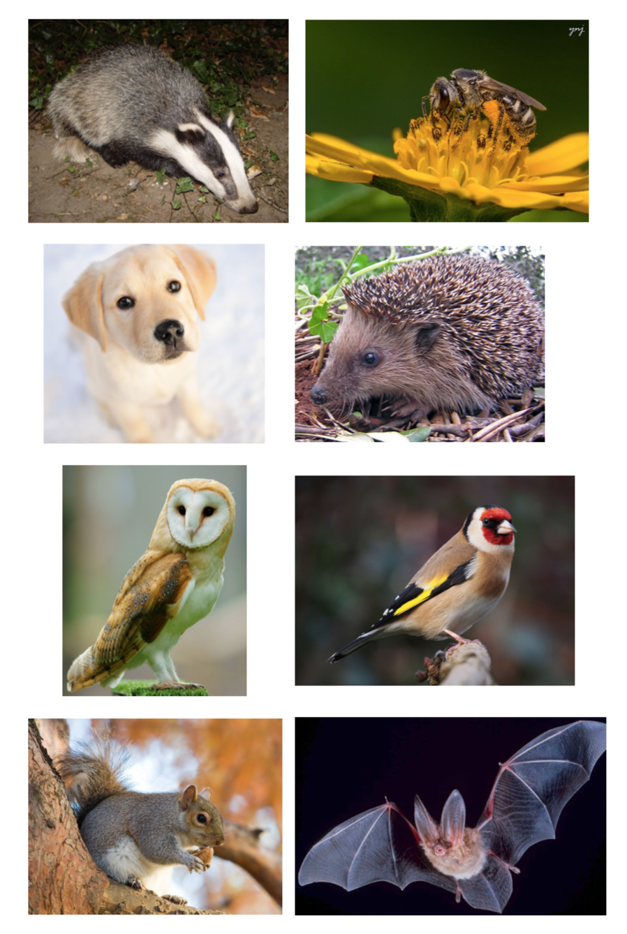 Common animals. Day and Night animals. Day time animals. Common animal