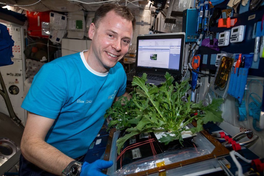 Nick Hague harvests Mizuna mustard greens on the International Space Station.