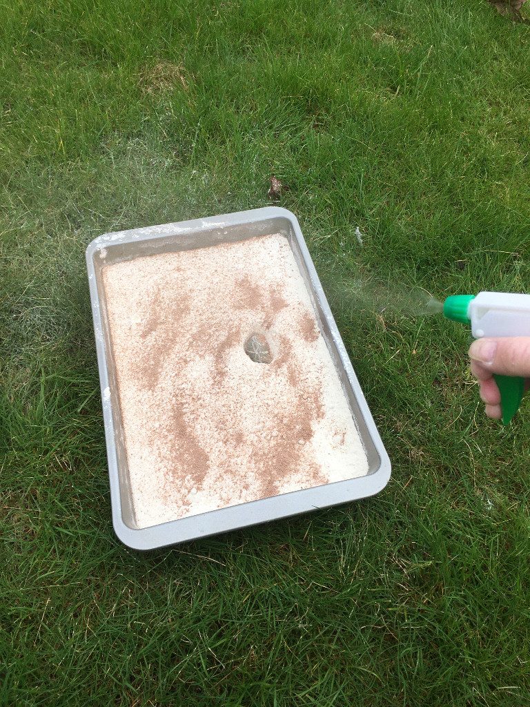 Step 7: spray some water over the top
